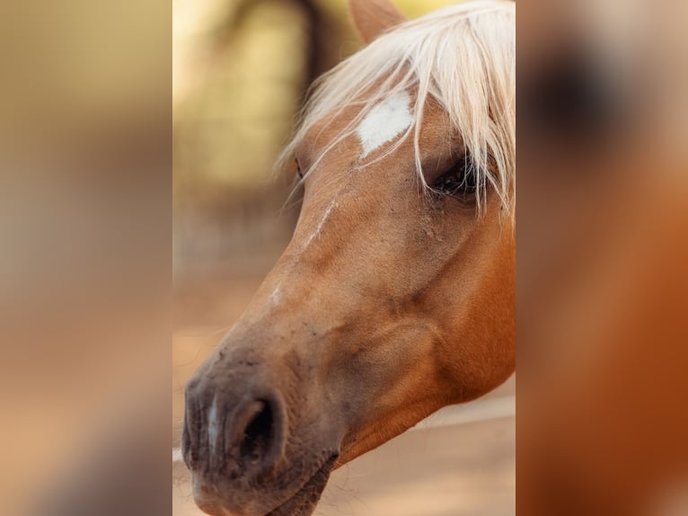 PRE Croisé Jument 3 Ans 160 cm Palomino in Alcoi/Alcoy