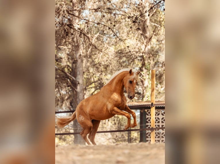 PRE Croisé Jument 3 Ans 160 cm Palomino in Alcoi/Alcoy