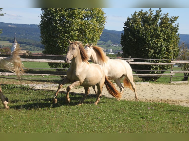 PRE Croisé Jument 3 Ans 160 cm Perle in Balingen