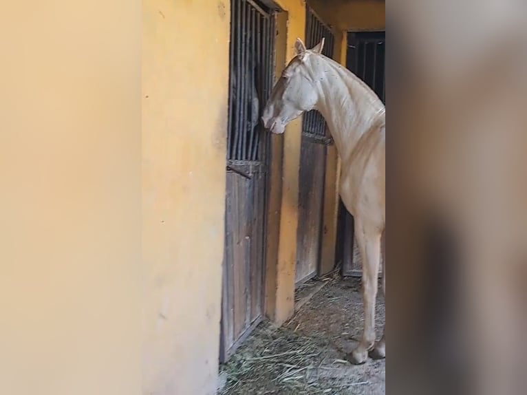 PRE Jument 3 Ans 160 cm Perlino in Villarrobledo