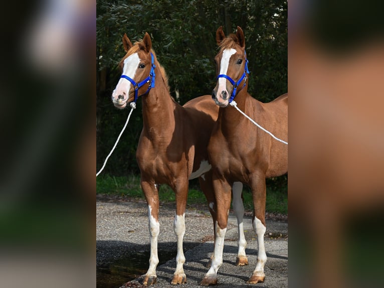 PRE Croisé Jument 3 Ans 161 cm Alezan in Sumar