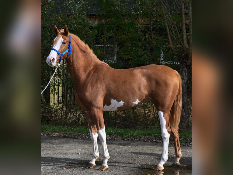 PRE Croisé Jument 3 Ans 161 cm Alezan in Sumar