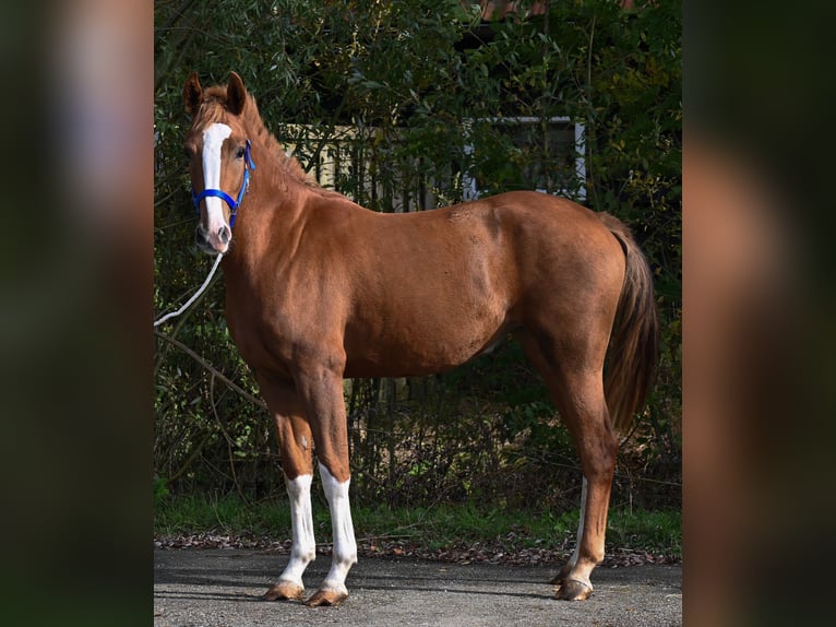 PRE Croisé Jument 3 Ans 161 cm Alezan in Sumar