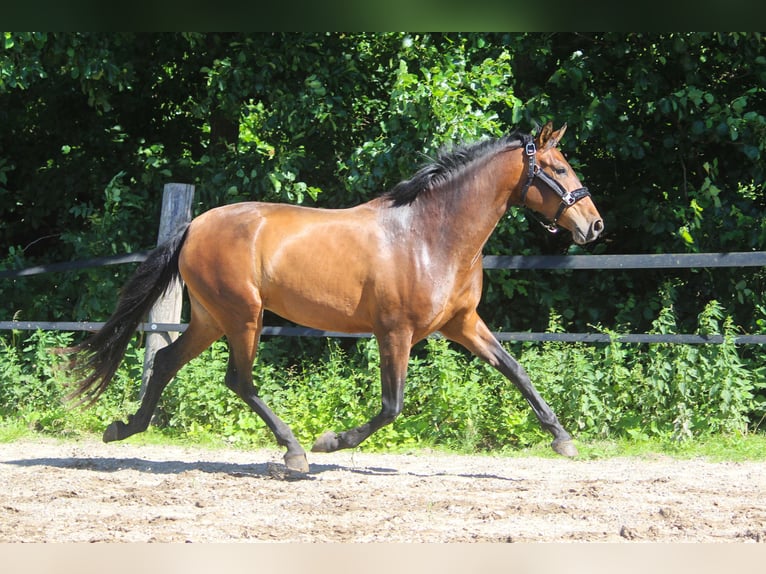 PRE Jument 3 Ans 161 cm Bai in Wremen