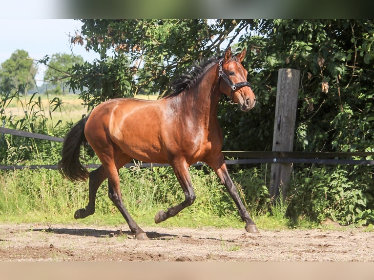 PRE Jument 3 Ans 161 cm Bai in Wremen