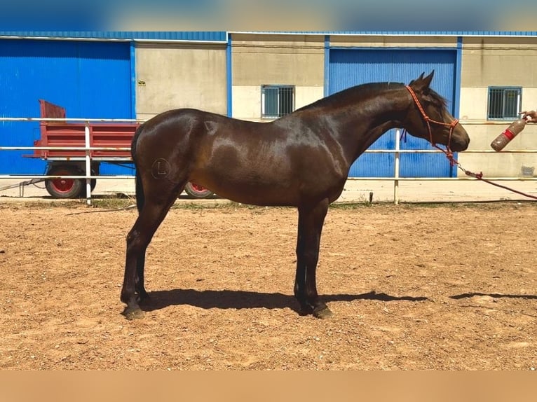 PRE Jument 3 Ans 161 cm Isabelle in Vivares