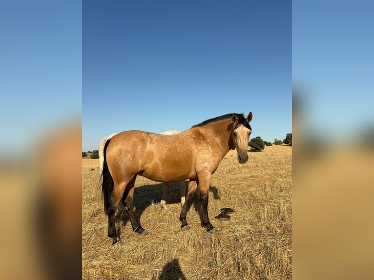 PRE Croisé Jument 3 Ans 162 cm Buckskin in Galaroza (Huelva)