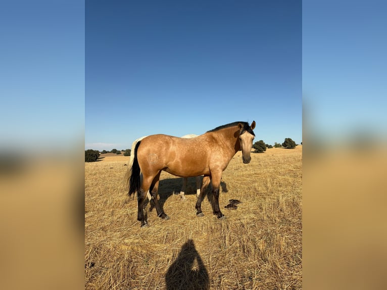PRE Croisé Jument 3 Ans 162 cm Buckskin in Galaroza (Huelva)