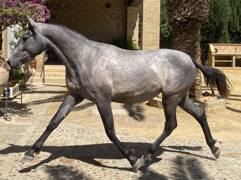 PRE Jument 3 Ans 162 cm Gris in Fuentes De Andalucia