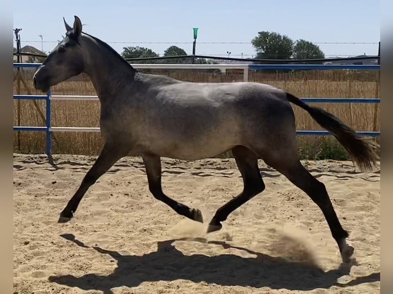 PRE Jument 3 Ans 162 cm Gris in Fuentes De Andalucia