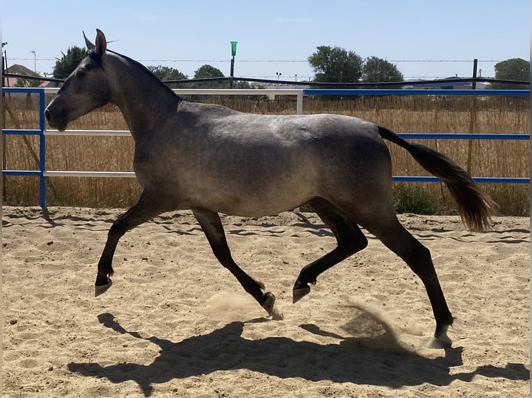 PRE Jument 3 Ans 162 cm Gris in Fuentes De Andalucia