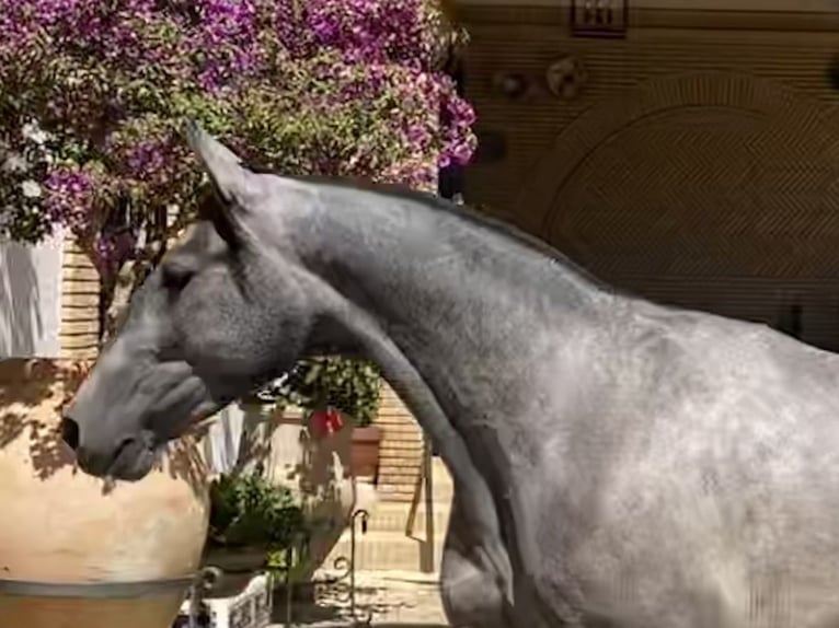 PRE Jument 3 Ans 162 cm Gris in Fuentes De Andalucia