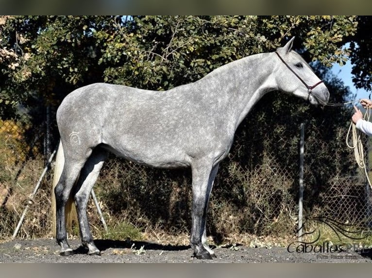 PRE Croisé Jument 3 Ans 162 cm Gris in Barcelona