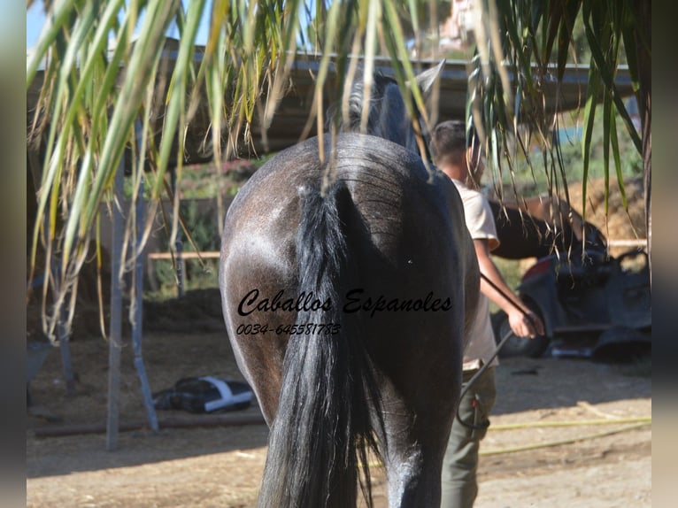 PRE Jument 3 Ans 162 cm Gris pommelé in Vejer de la Frontera