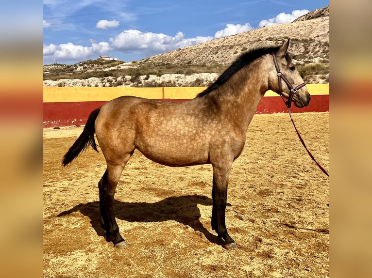 PRE Jument 3 Ans 162 cm Isabelle in Lorca