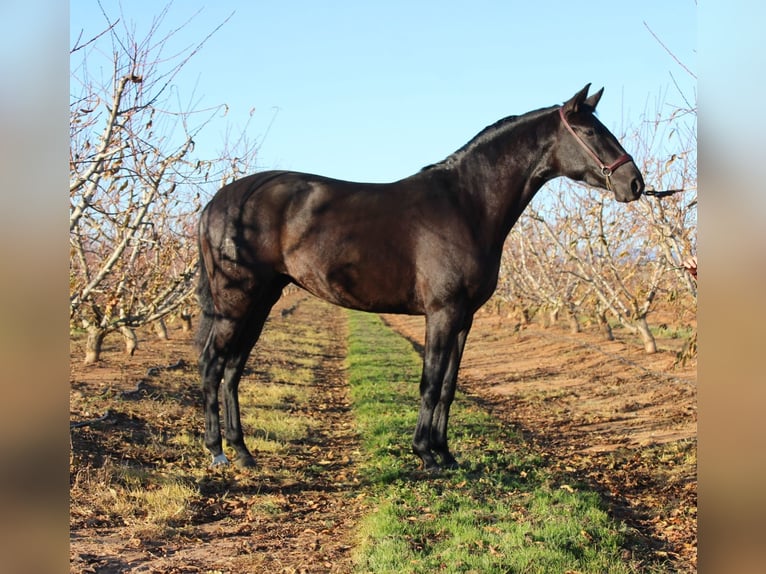 PRE Jument 3 Ans 162 cm Noir in Los Rosales