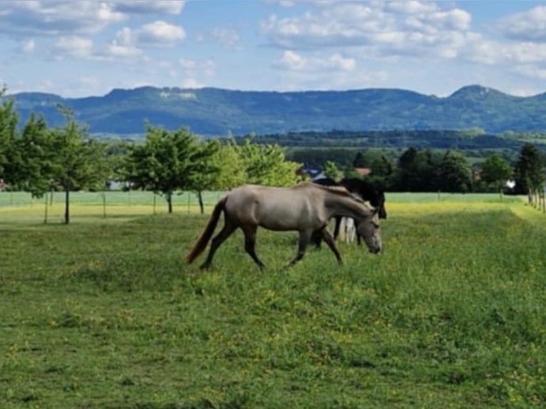 PRE Jument 3 Ans 162 cm Perle in Balingen