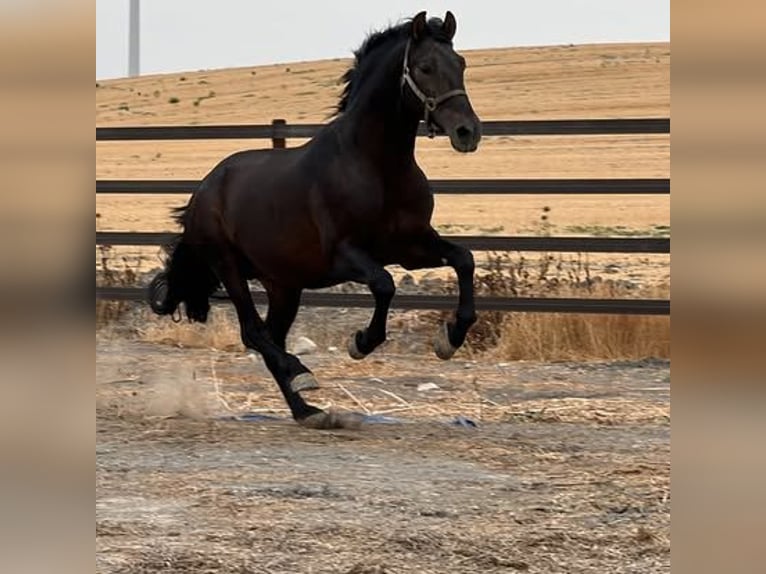 PRE Jument 3 Ans 163 cm Bai brun in Jerez de la Frontera