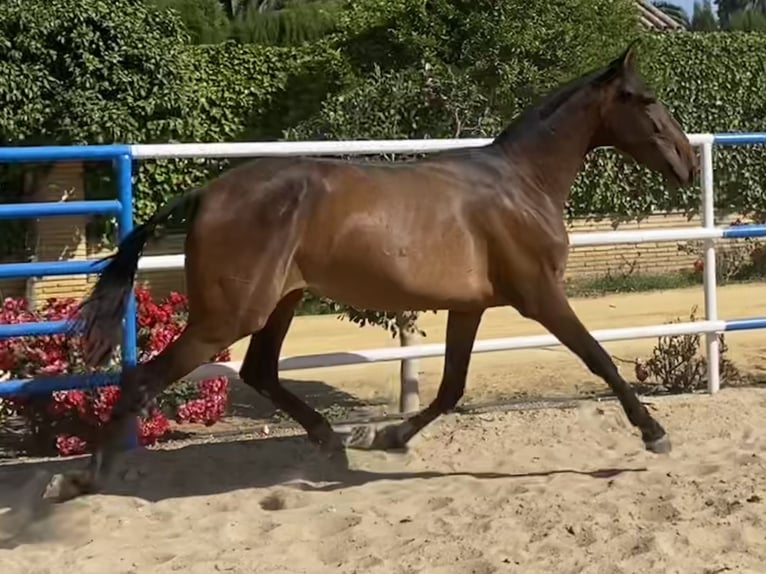 PRE Jument 3 Ans 163 cm Bai brun in Fuentes De Andalucia