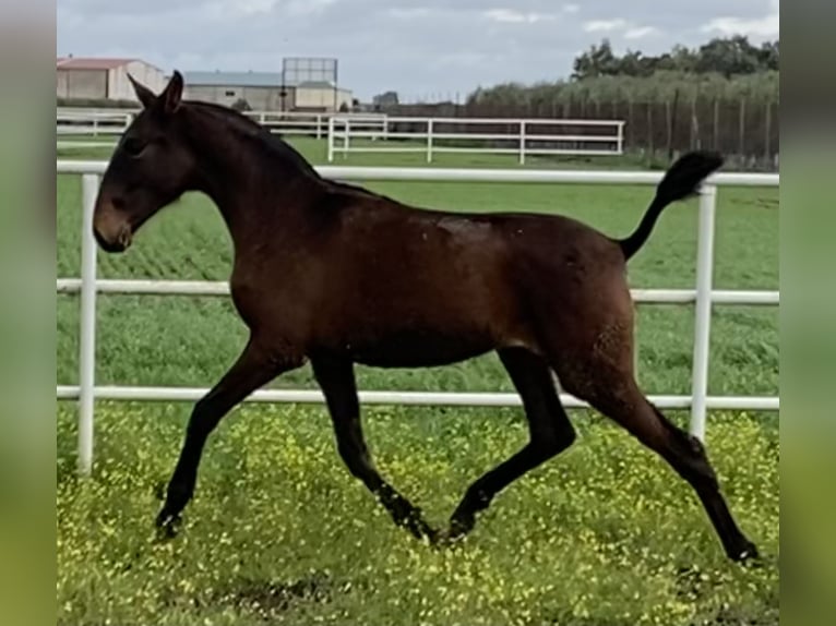 PRE Jument 3 Ans 163 cm Bai brun in Fuentes De Andalucia