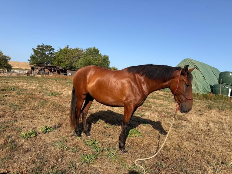 PRE Croisé Jument 3 Ans 163 cm Bai in Sulzheim