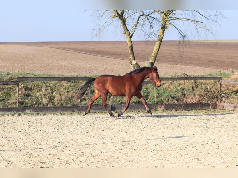 PRE Croisé Jument 3 Ans 163 cm Bai in Sulzheim