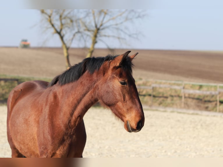 PRE Croisé Jument 3 Ans 163 cm Bai in Sulzheim