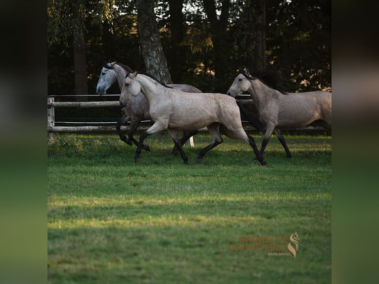 PRE Croisé Jument 3 Ans 163 cm Buckskin in Traventhal