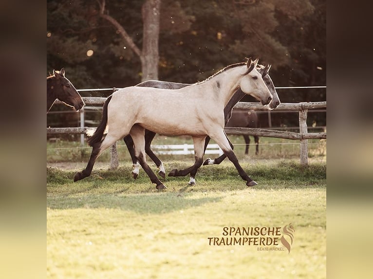 PRE Croisé Jument 3 Ans 163 cm Buckskin in Traventhal