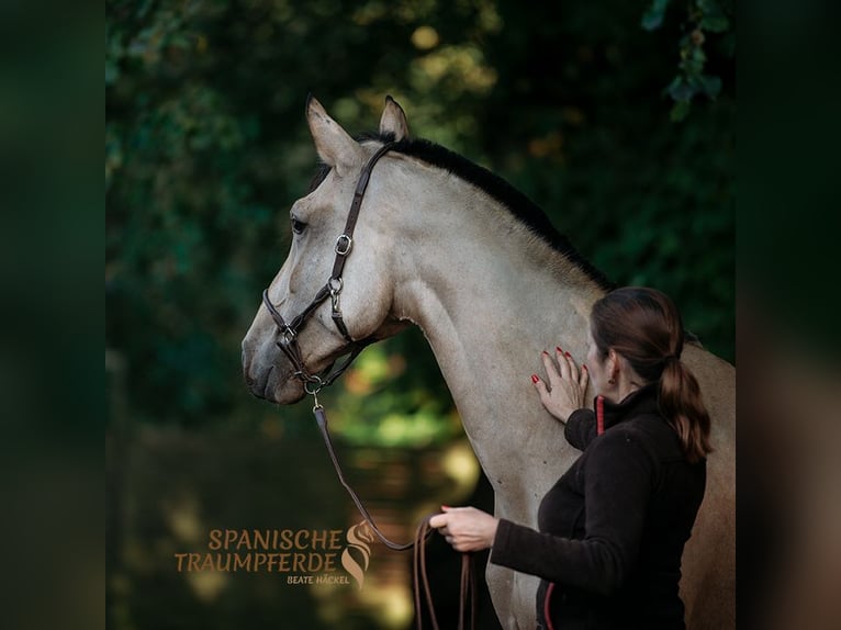 PRE Croisé Jument 3 Ans 163 cm Buckskin in Traventhal