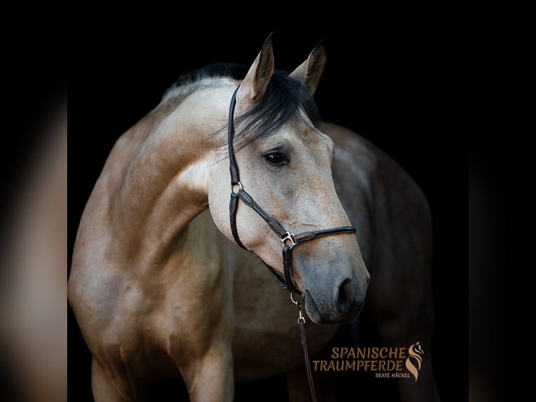 PRE Croisé Jument 3 Ans 163 cm Buckskin in Traventhal