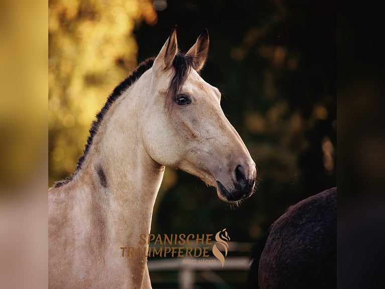 PRE Croisé Jument 3 Ans 163 cm Buckskin in Traventhal