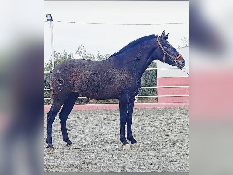 PRE Croisé Jument 3 Ans 163 cm Gris in GRANADA