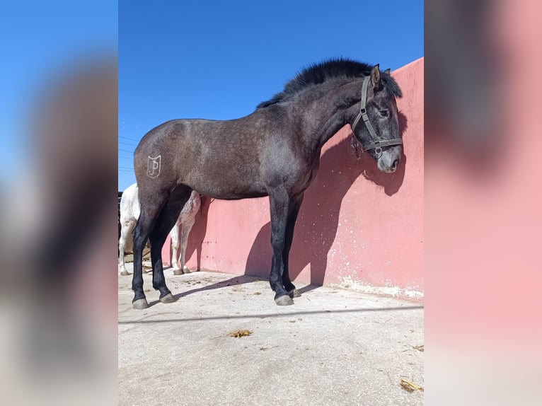 PRE Croisé Jument 3 Ans 163 cm Gris in GRANADA