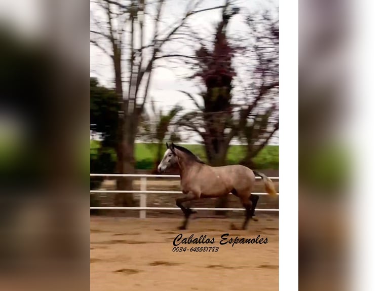 PRE Croisé Jument 3 Ans 163 cm Gris in Schimmel