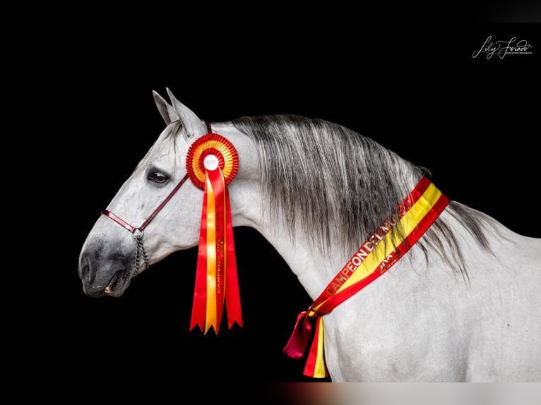 PRE Croisé Jument 3 Ans 163 cm Gris in Galaroza