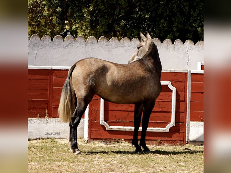 PRE Croisé Jument 3 Ans 163 cm Gris in Galaroza