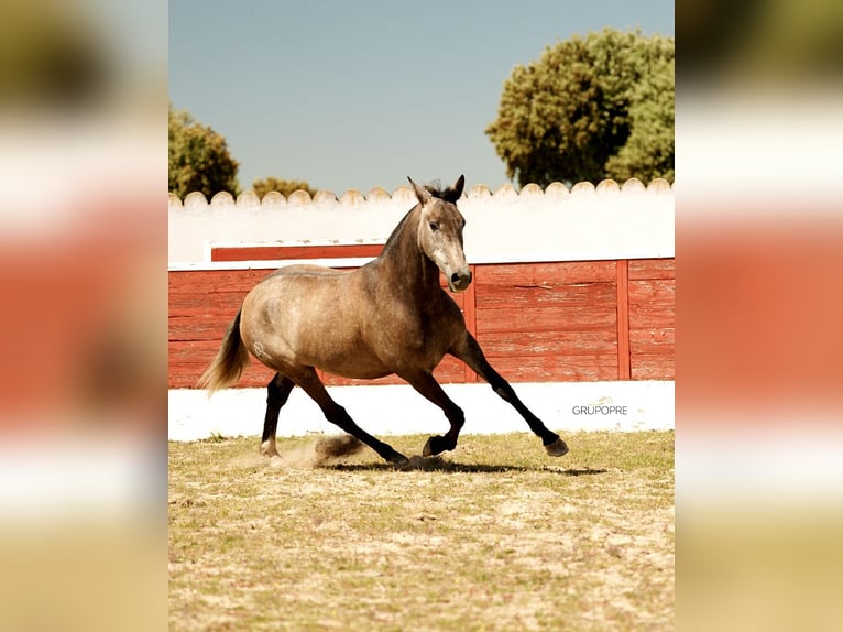PRE Croisé Jument 3 Ans 163 cm Gris in Galaroza