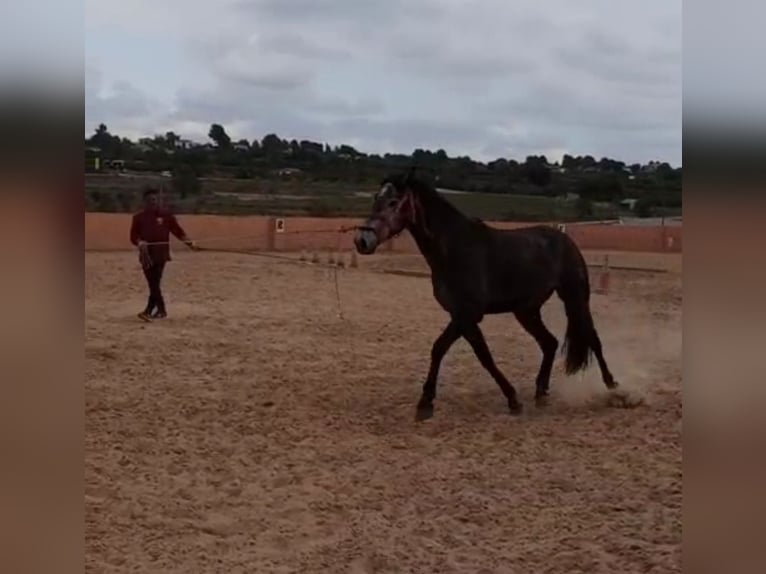 PRE Jument 3 Ans 163 cm Gris pommelé in Pedralba