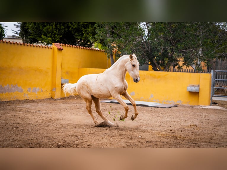 PRE Croisé Jument 3 Ans 163 cm Palomino in Valencia