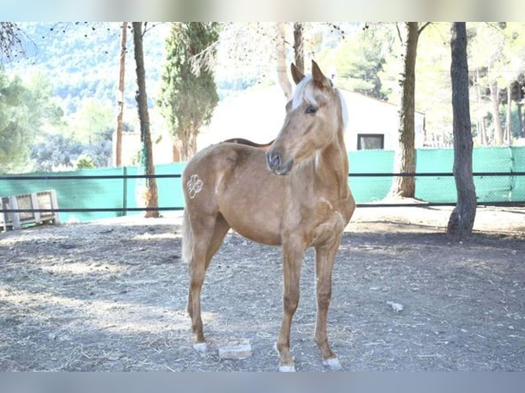 PRE Croisé Jument 3 Ans 163 cm Palomino in Alcoi/AlcoyAlcoy