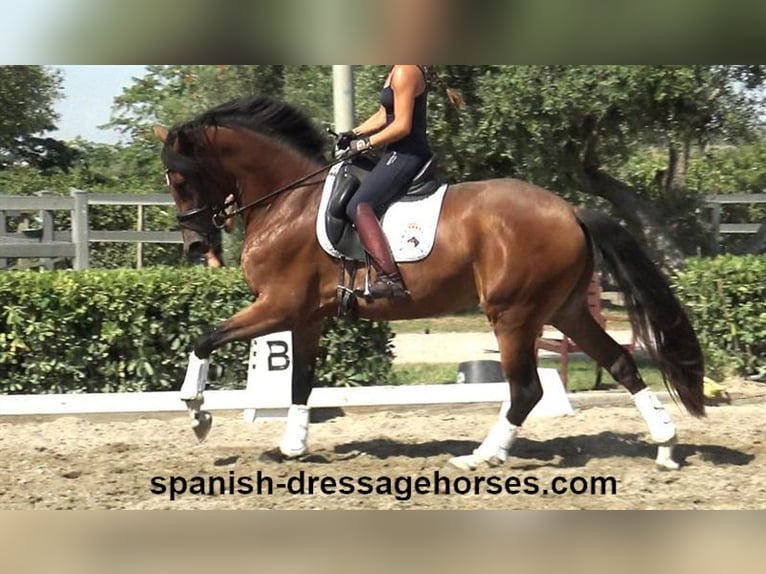 PRE Croisé Jument 3 Ans 164 cm Bai in Barcelona