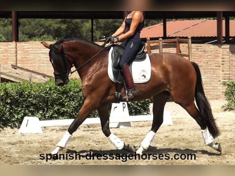 PRE Croisé Jument 3 Ans 164 cm Bai in Barcelona