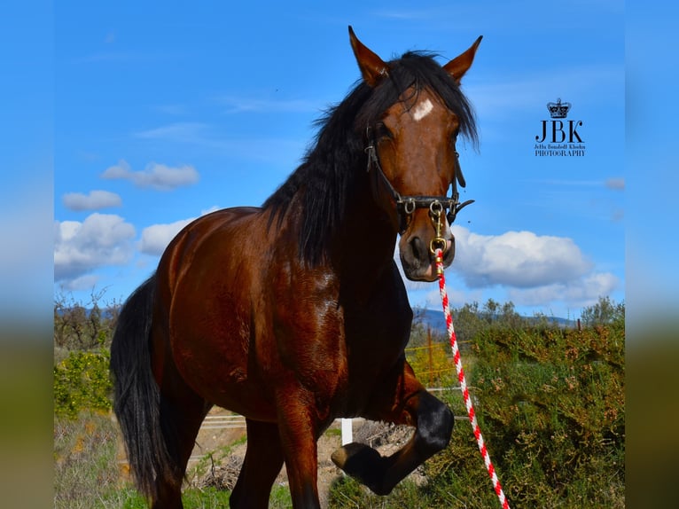 PRE Jument 3 Ans 164 cm Bai in Tabernas Almeria