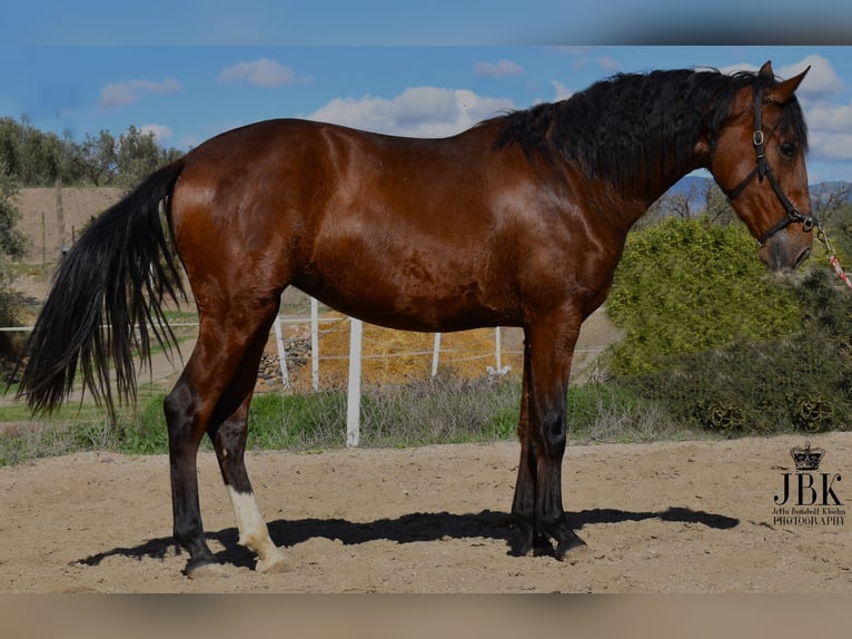 PRE Jument 3 Ans 164 cm Bai in Tabernas Almeria