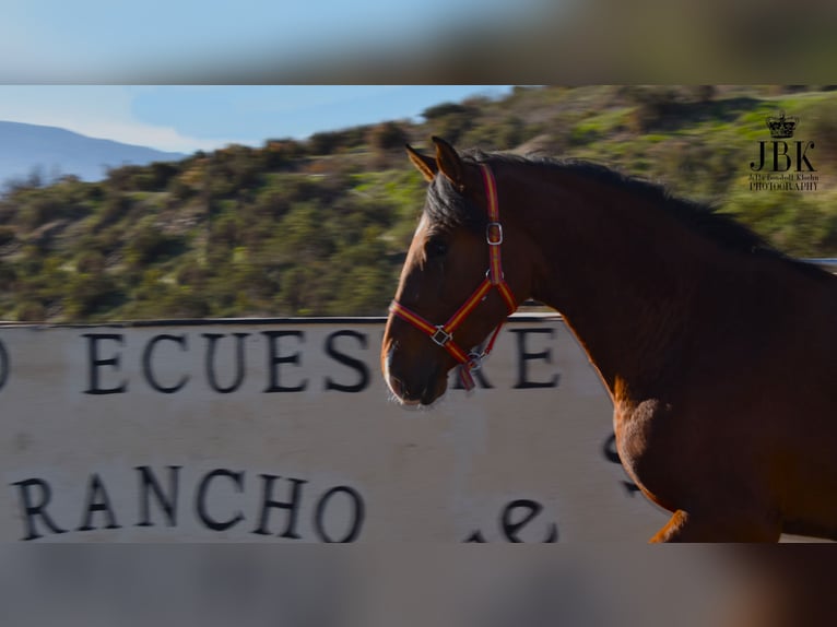 PRE Jument 3 Ans 164 cm Bai in Tabernas Almeria