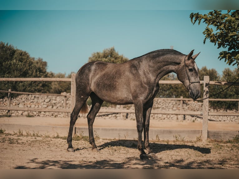 PRE Jument 3 Ans 164 cm Gris in Menorca