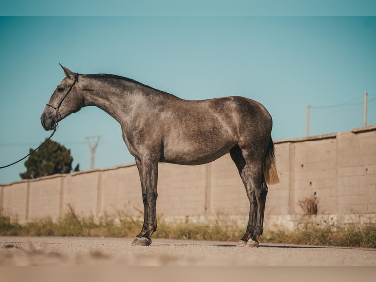 PRE Jument 3 Ans 164 cm Gris in Menorca