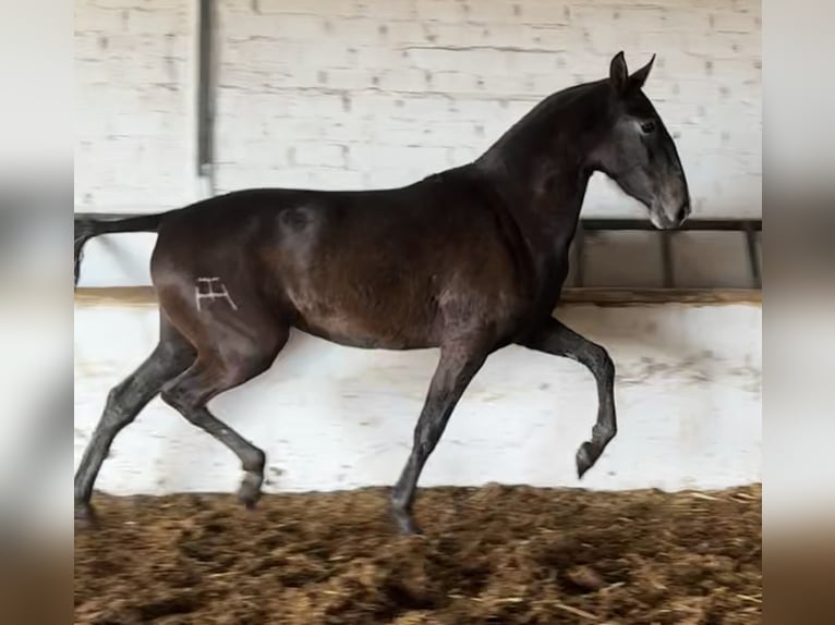 PRE Croisé Jument 3 Ans 164 cm Gris in Fuentes De Andalucia
