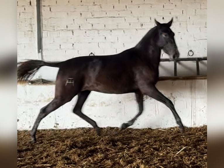 PRE Croisé Jument 3 Ans 164 cm Gris in Fuentes De Andalucia